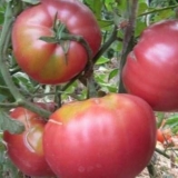 Tajna bake paradajza: recenzije, fotografije, prinos